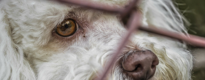 Abandoned dog cause of foreclosure